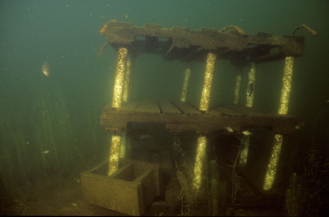 Underwater Scene-Fish crib

ENGBRETSON UNDERWATER PHOTO